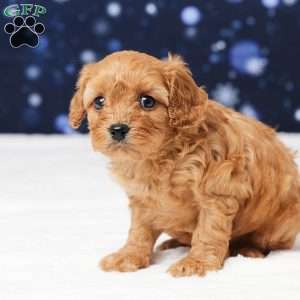 Butler, Cavapoo Puppy